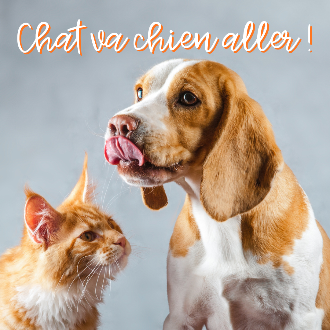 Chat va Chien aller !
